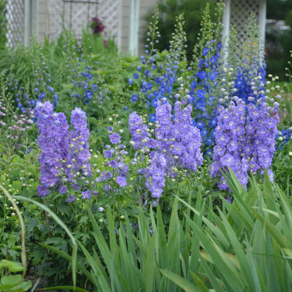 Delphinium 'Lilac Ladies' Hybrid Bee Delphinium