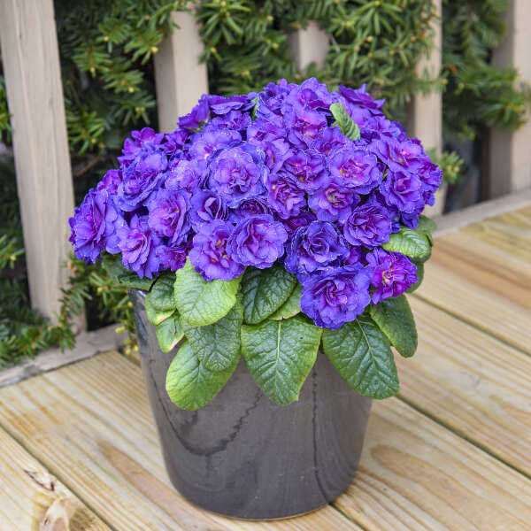 Primula 'Violetta' Primrose