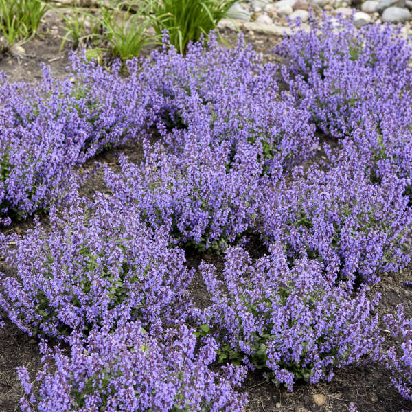 Nepeta 'Cat's Pajamas' PP31127 CPBRAF  Perennial Resource