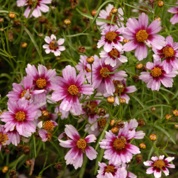 Coreopsis 'Heaven's Gate' Threadleaf Coreopsis