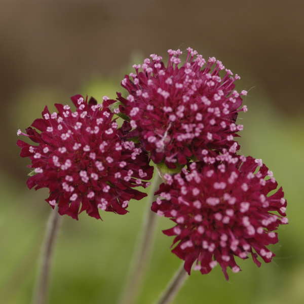 Knautia 'Mars Midget' Knautia