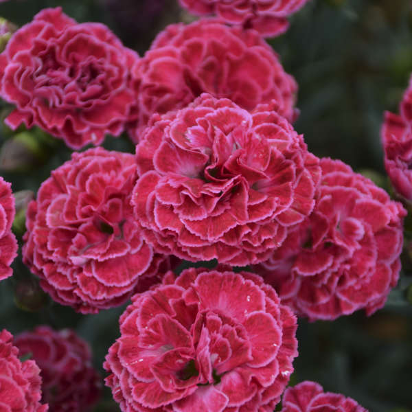 Dianthus 'Raspberry Ruffles' Pinks