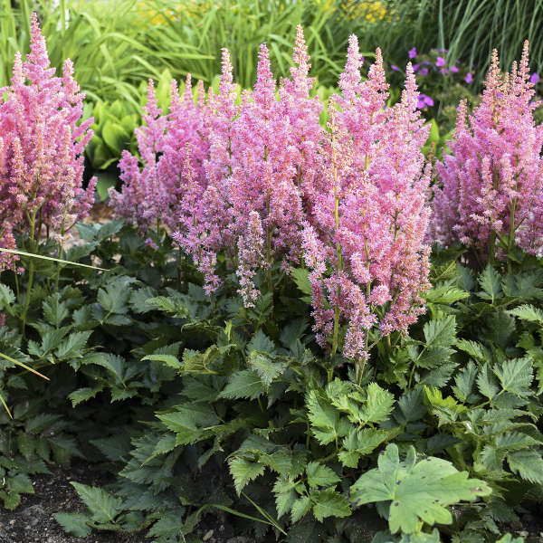 Astilbe 'Little Vision in Pink' Chinese Astilbe