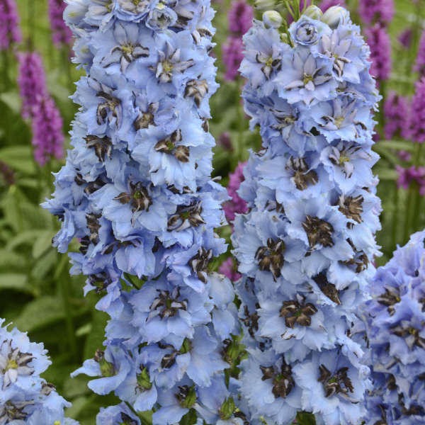 Delphinium 'Moonlight Blues' Hybrid Bee Delphinium