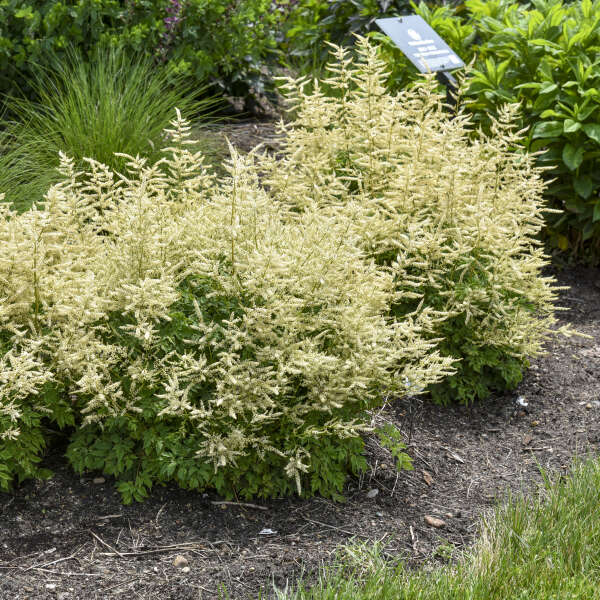Aruncus 'Goatee' Goat's Beard