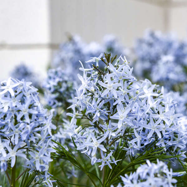 Amsonia 'String Theory' Blue Star