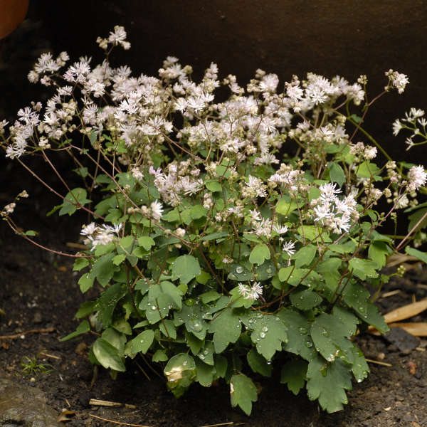 Thalictrum kiusianum Kyushu Meadow Rue