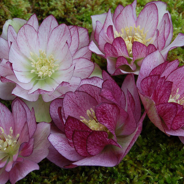 Helleborus 'Peppermint Ice' Lenten Rose