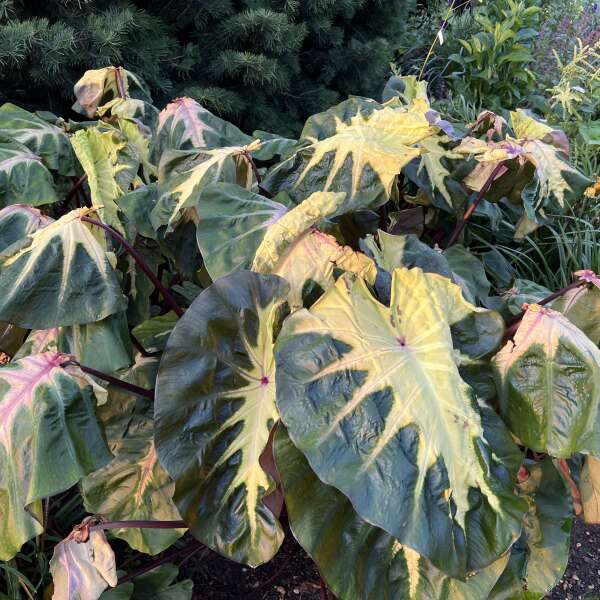 Colocasia 'Waikiki' Elephant Ear