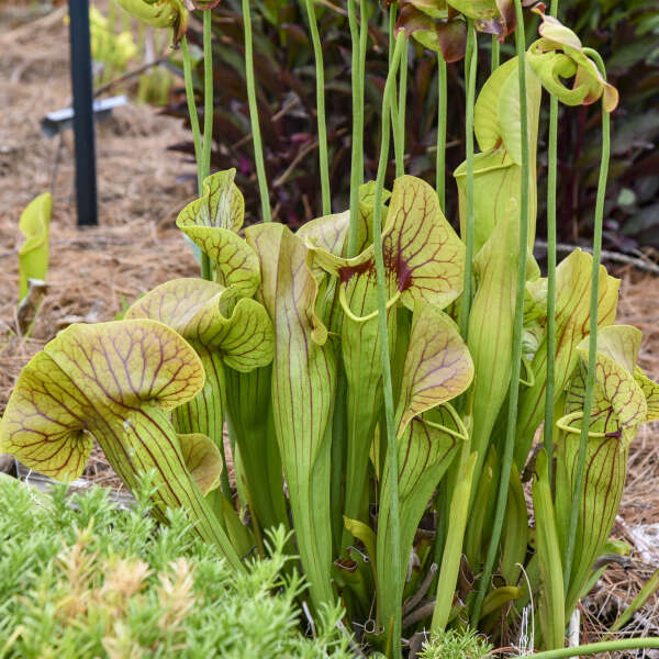 Sarracenia x catesbaei | Walters Gardens, Inc.