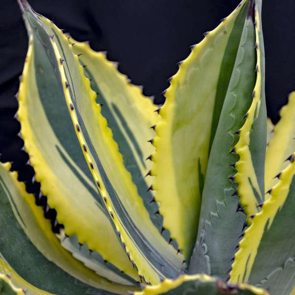 Agave 'Ripple Effect' Hardy Century Plant