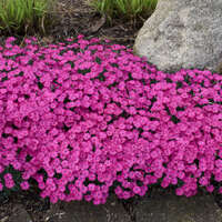 Dianthus 'Paint the Town Magenta'