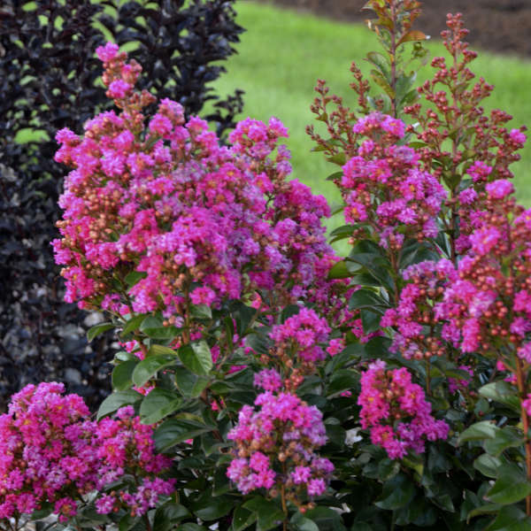 Lagerstroemia 'Chai Berry' Crapemyrtle