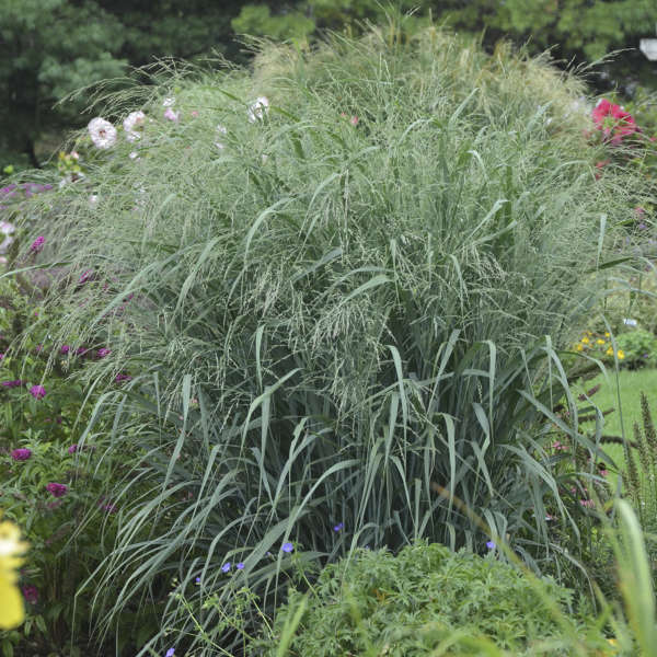 Panicum 'Blue Fountain' Blue Switch Grass