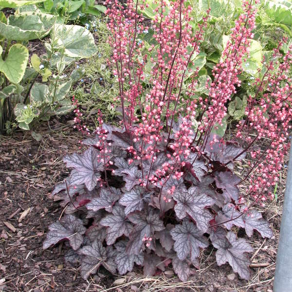 Heuchera 'Silver Light' Coral Bells