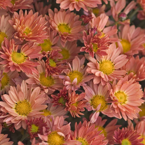 Chrysanthemum 'Rhumba' Hardy Garden Mum