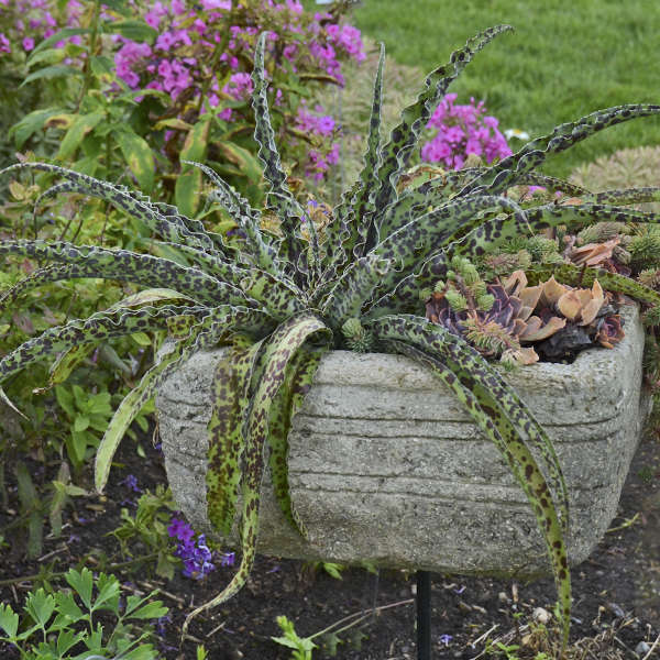 Manfreda 'Chocolate Chips' Perennial Deciduous Agave