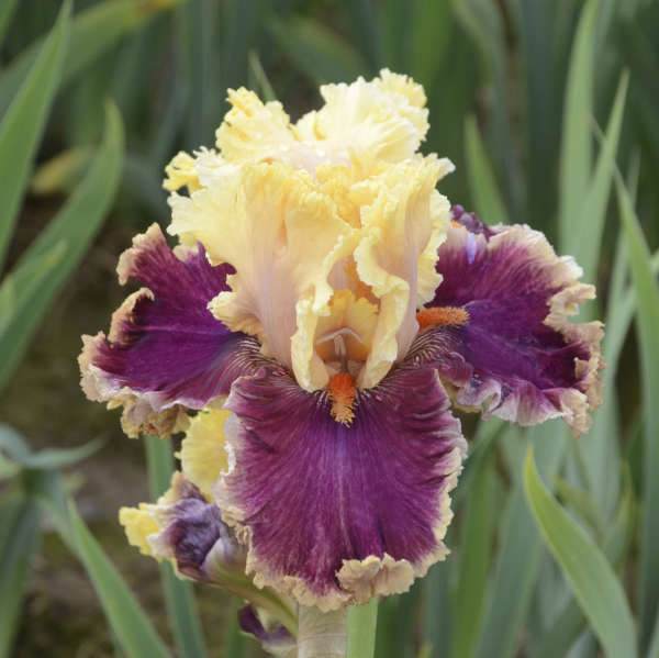 Iris 'Decadence' Tall Bearded Iris