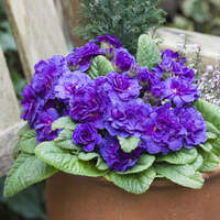 Primula 'Violetta'