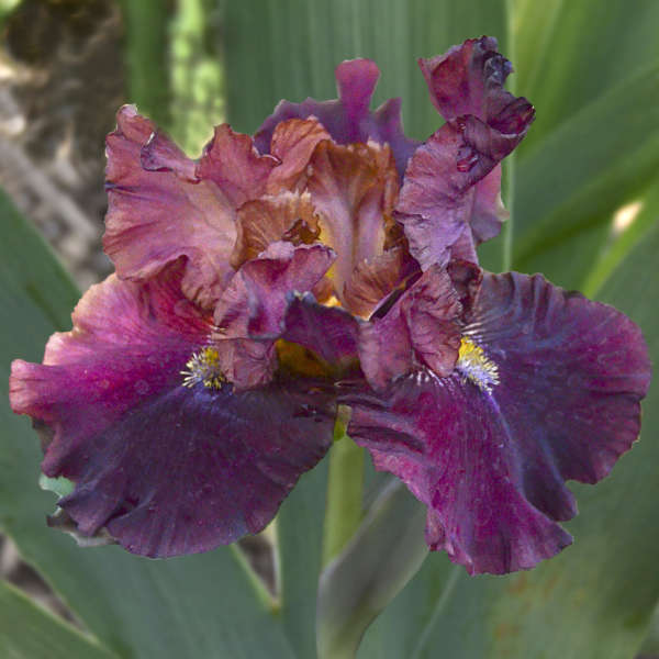 Iris 'Raptor Red' Tall Bearded Iris