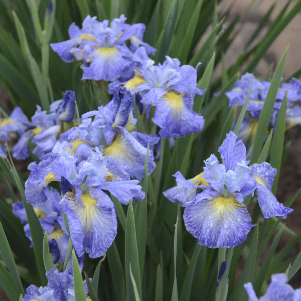 Iris 'Cape Cod Boys' Siberian Iris