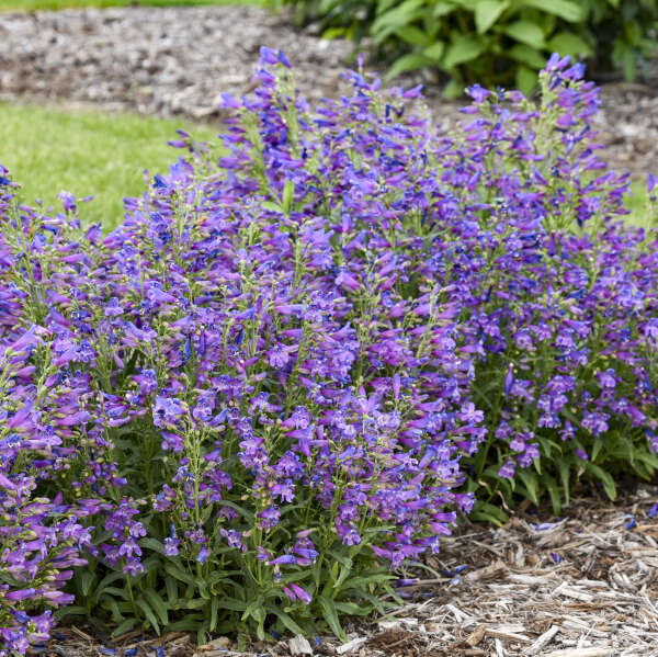Penstemon 'Lavender Sapphires' Bearded Penstemon