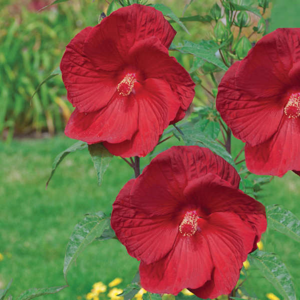 Hibiscus 'My Valentine' Rose Mallow