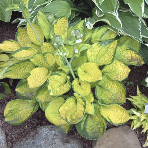 Hosta 'Rainforest Sunrise' Hosta