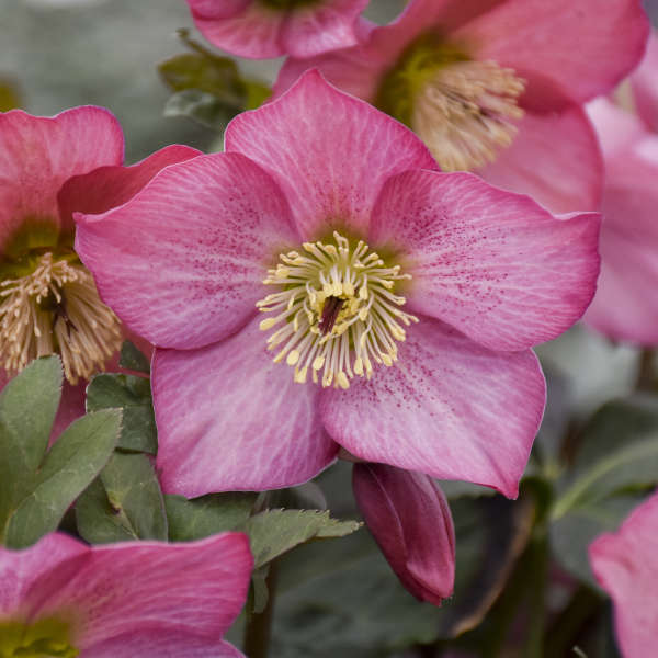 Helleborus ROSEMARY Lenten Rose