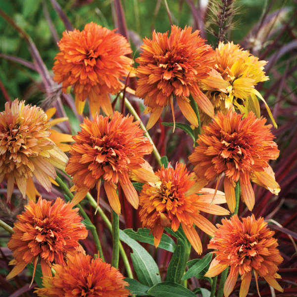 Echinacea 'Marmalade' Coneflower