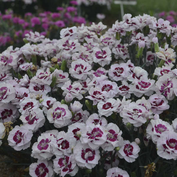 Dianthus 'Kiss and Tell' Pinks