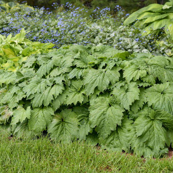 Mukdenia 'Fusion of Fire' Oredenia