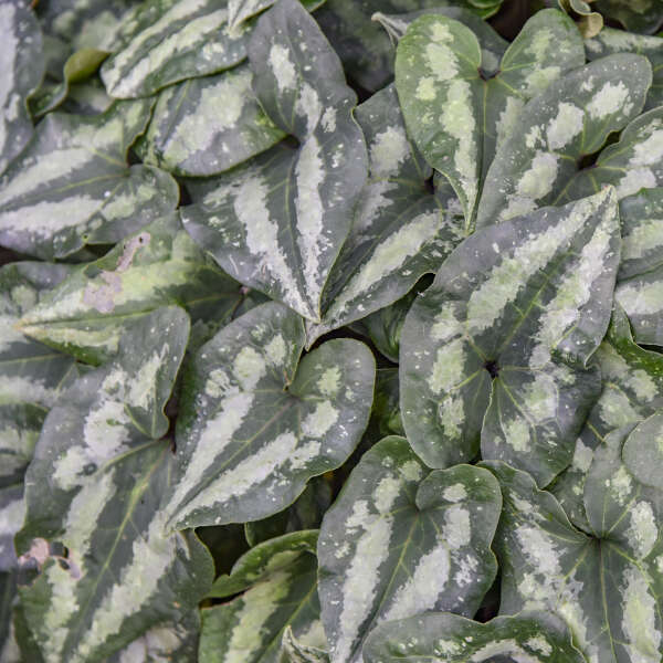 Asarum splendens Chinese Wild Ginger