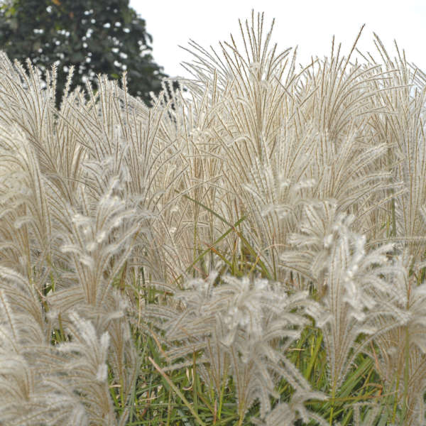 Miscanthus 'Graziella' Ornamental Grass