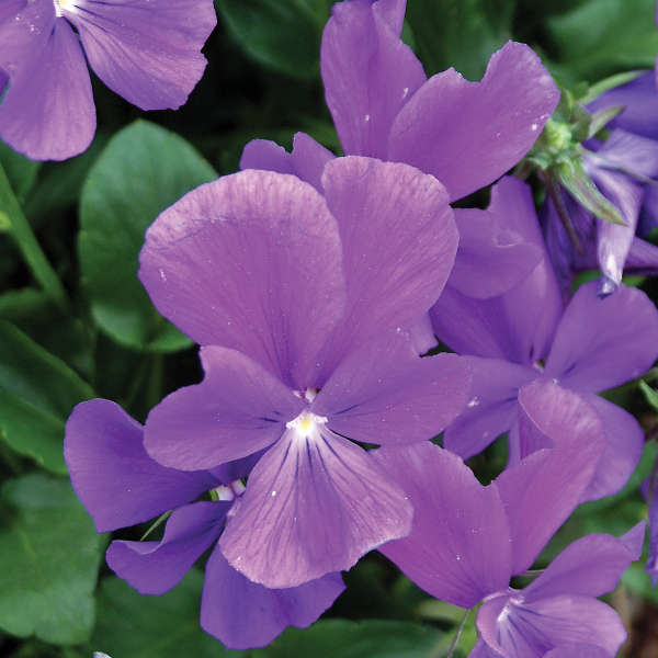 Viola 'Purple Showers' Violet