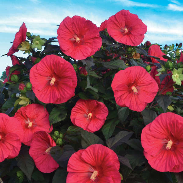 Hibiscus 'Mars Madness' Rose Mallow