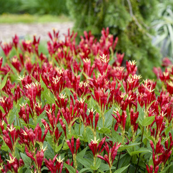 Spigelia 'Little Redhead' Spigelia