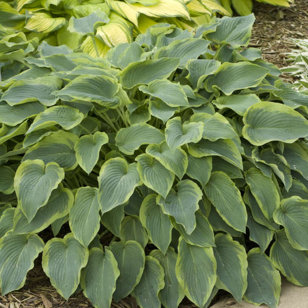 Hosta 'Deja Blu' Hosta