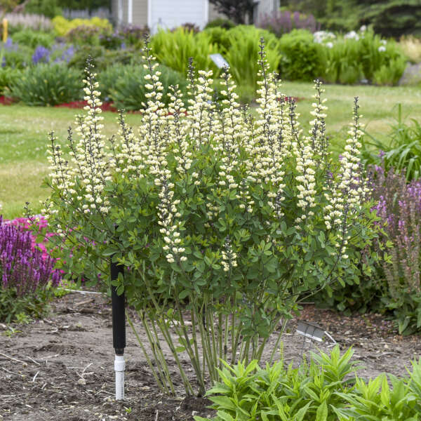 Baptisia 'Vanilla Cream II' False Indigo