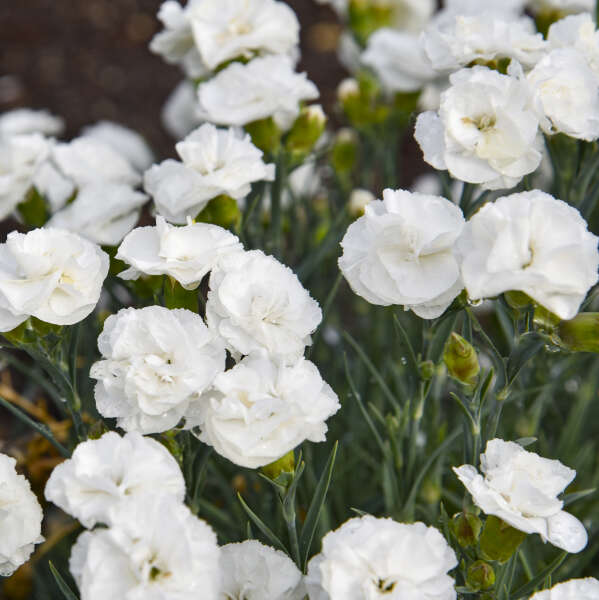Dianthus 'Whipped Cream' Pinks