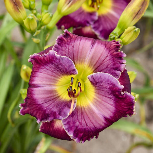 Hemerocallis 'Through a Glass Darkly' Daylily