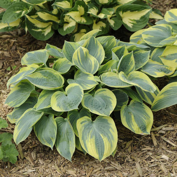 Hosta 'Aristocrat' PP11286 | Perennial Resource