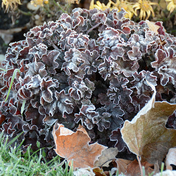 Heuchera 'Hollywood' Coral Bells