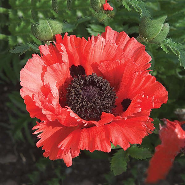 Papaver 'Turkenlouis' Oriental Poppy