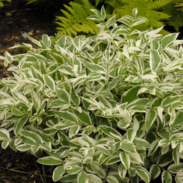 Polemonium 'Touch of Class' Jacob's Ladder