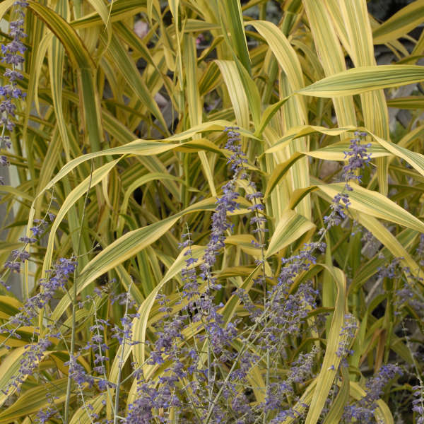 Arundo 'Golden Chain' Giant Reed