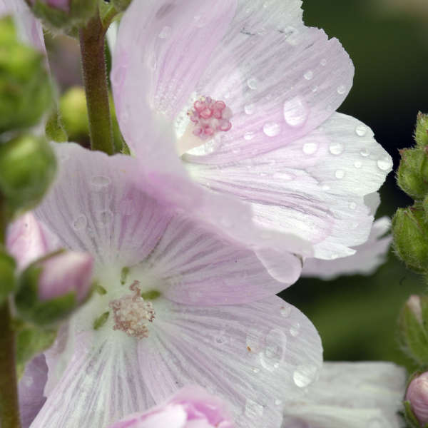 Sidalcea 'Little Princess' Prairie Mallow