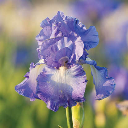 Iris 'Victoria Falls' Tall Bearded Iris