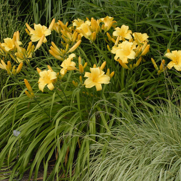 Hemerocallis 'Mary Todd' Daylily