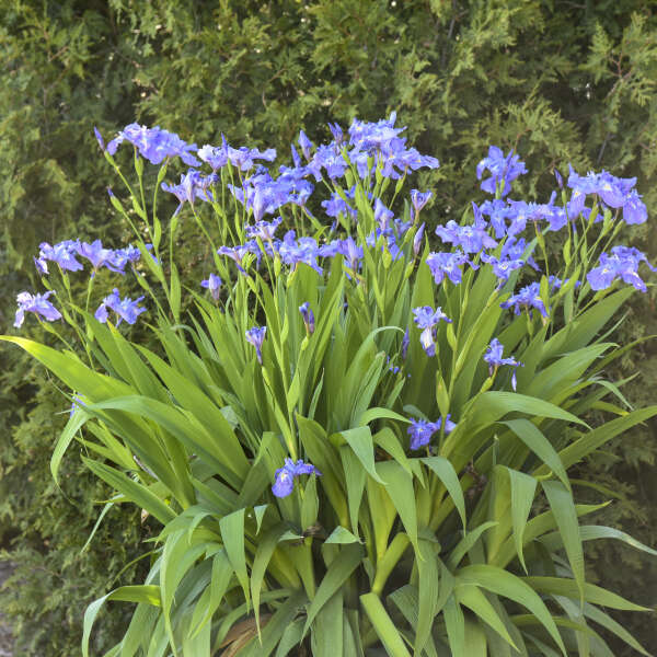Iris 'Ming Treasure' Ampliflora Iris